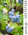 Blueberries ripening on bush Vaccinium plant in garden vertical shot 105797389