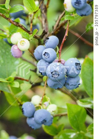Blueberries ripening on bush Vaccinium plant in garden vertical shot 105797389