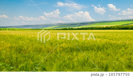 Green wheat field and blue sky. Wide photo. Green wheat field and blue sky. Wide photo. 105797750