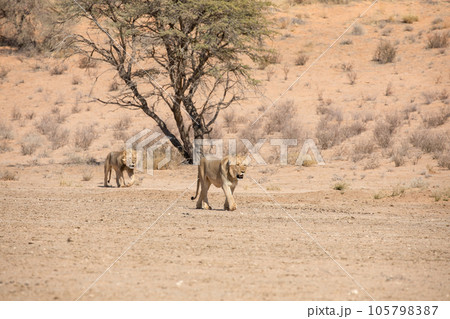 Lion at kgalagadi national park, south africa Lion at kgalagadi national park, south africa 105798387