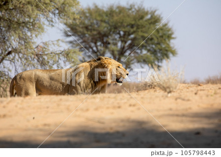 Lion at kgalagadi national park, south africa 105798443
