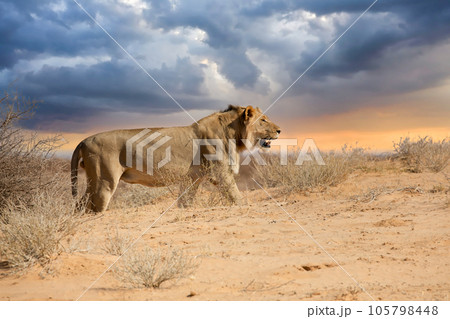 Lion at kgalagadi national park, south africa.tif 105798448