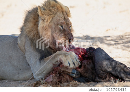 lions in the kgalagadi transfrontier park, south africa 105798455