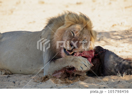 lions in the kgalagadi transfrontier park, south africa 105798456