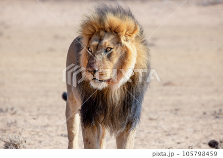 lions in the kgalagadi transfrontier park, south africa 105798459
