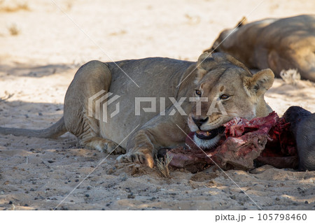 lions in the kgalagadi transfrontier park, south africa lions in the kgalagadi transfrontier park, south africa 105798460