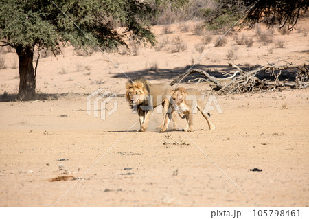 lions in the kgalagadi transfrontier park, south africa 105798461
