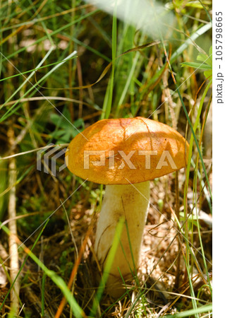 An edible aspen mushroom growing in the forest. Mushrooms in the forest. Mushroom picking 105798665