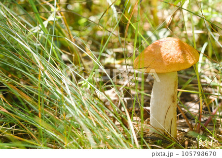 An edible aspen mushroom growing in the forest. Mushrooms in the forest. Mushroom picking 105798670