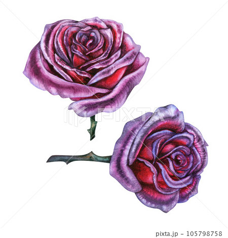 Dark purple roses with stems and leaves hand drawn watercolor 105798758