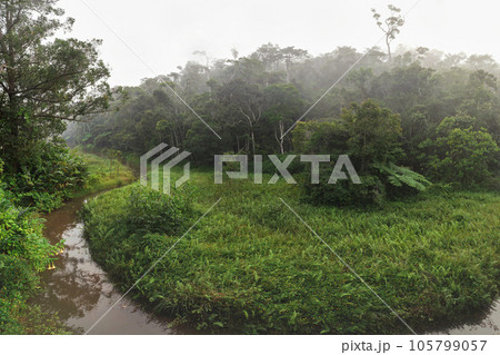 High resolution wide angle panorama - calm morning in tropical rainforest jungle with small river. Vibrant green foliage - most of it endemic to Madagascar. 105799057