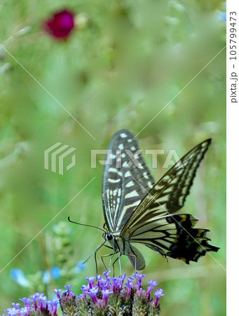 夏の野に舞うアゲハ。 夏の野に舞うアゲハ。 105799473