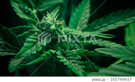 Cultivating marijuana, sativa weed leaves, buds under rain drops, macro texture 105799937