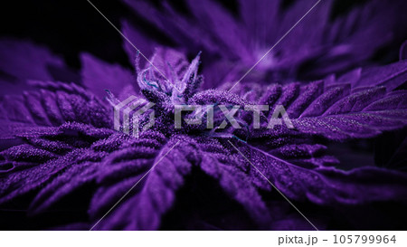 Macro cannabis plant bush, violet smoke cloud. Organic grow, neon colorful light 105799964