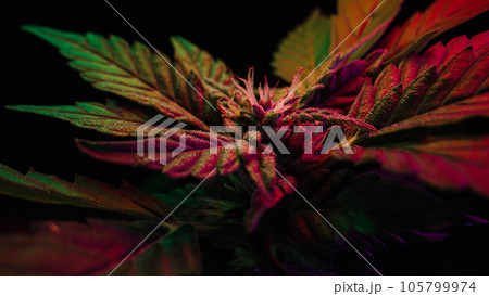 Sativa marijuana plant in glowing neon light. Indica rasterized herbal cannabis. 105799974
