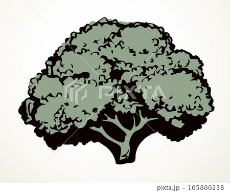 Cauliflower. Vector drawing food object Cauliflower. Vector drawing food object 105800238