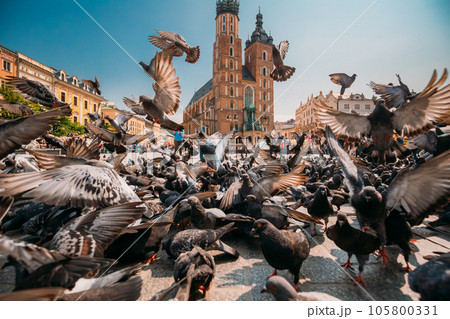 Krakow, Poland. Doves Birds Near St. Mary's Basilica. Pigeons Take-off Flying Near Church Of Our Lady Assumed Into Heaven. UNESCO World Heritage Site 105800331