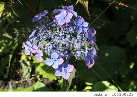 ガクアジサイ(額紫陽花)/青紫色の花 ガクアジサイ(額紫陽花)/青紫色の花 105800525