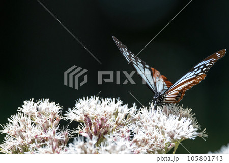 フジバカマの蜜を吸うアサギマダラ 105801743