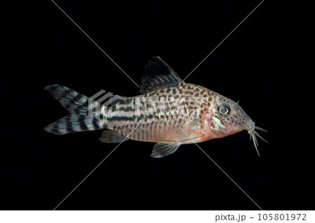 コリドラス　ニューペルーボンディ　ナマズの仲間　黒バック 105801972