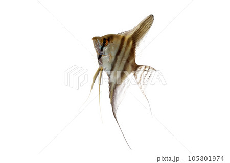エンゼルフィッシュ　幼魚　白バック 105801974