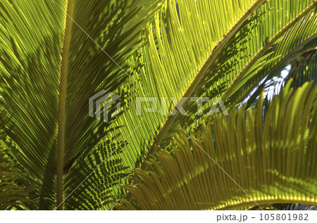 ソテツの葉 グラフィック素材 ソテツの葉 グラフィック素材 105801982