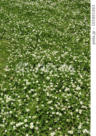 いちめんの花 シロツメクサ 花の絨毯 グラフィック素材 いちめんの花 シロツメクサ 花の絨毯 グラフィック素材 105801983