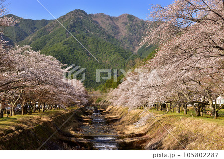 丹波倉町川堰堤の桜並木 105802287