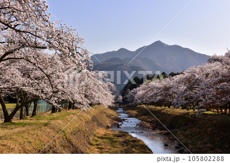 丹波倉町川堰堤の桜並木 105802288