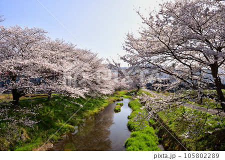 柏原川桜堤の桜並木 105802289