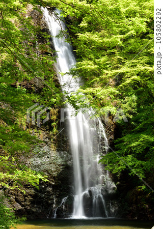 新緑の箕面公園 105802292