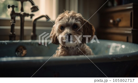 Wet dog in bathtub at home. Bathing of cute dog. AI Generative. 105802717