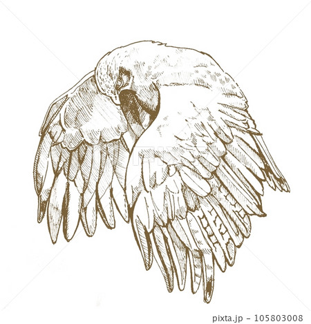 鷹　ブラウン 105803008