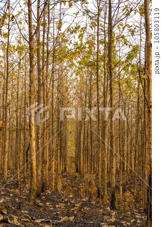 Sunset amid the dry trees during the dry season in Kemlagi Forest, Mojokerto, Indonesia Sunset amid the dry trees during the dry season in Kemlagi Forest, Mojokerto, Indonesia 105803119