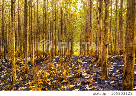 Sunset amid the dry trees during the dry season in Kemlagi Forest, Mojokerto, Indonesia Sunset amid the dry trees during the dry season in Kemlagi Forest, Mojokerto, Indonesia 105803128
