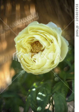 黄色いボタンの花 黄色いボタンの花 105803458
