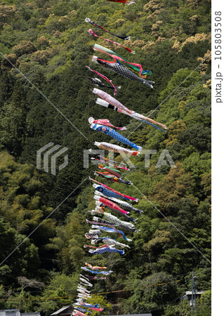 四万十川の鯉のぼり（高知県こいのぼり公園） 105803508