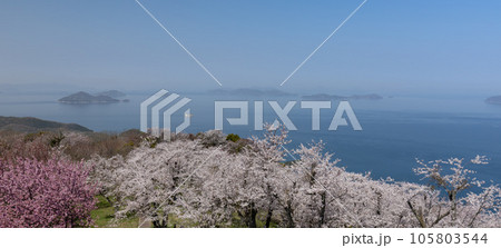 紫雲出山（しうでやま）の桜と山頂からの眺め（香川県三豊市） 105803544