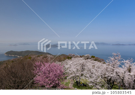紫雲出山(しうでやま)の桜と山頂からの眺め(香川県三豊市) 紫雲出山(しうでやま)の桜と山頂からの眺め(香川県三豊市) 105803545