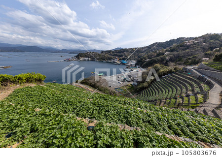 遊子水荷浦の段畑（愛媛県宇和島市） 105803676