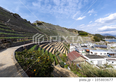 遊子水荷浦の段畑（愛媛県宇和島市） 105803677