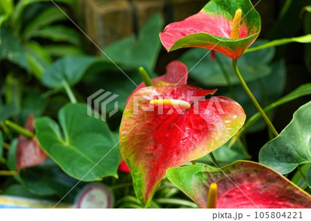 ひっそりと咲くアンスリウムの花 105804221