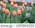 赤いチューリップ 105804250