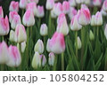 ピンク色の可愛いチューリップ 105804252