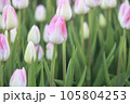 春を告げるチューリップ 105804253