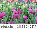 白いチューリップ 105804255