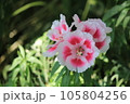 薄いピンクのツツジの花 105804256