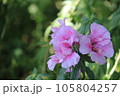 薄いピンクのツツジの花 105804257