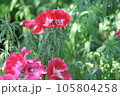 薄いピンクのツツジの花 105804258