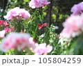 薄いピンクのツツジの花 105804259